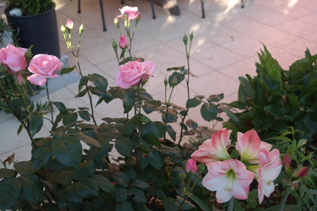 Villa Nada Ζαντάρ Εξωτερικό φωτογραφία